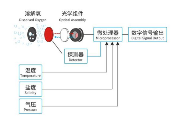 在線(xiàn)溶氧傳感器工作原理